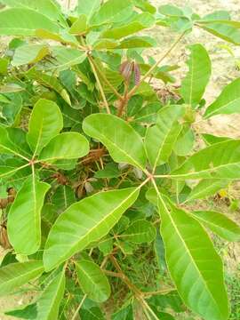 Image of black plum