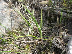 Image of Thelymitra bracteata J. Z. Weber ex Jeanes