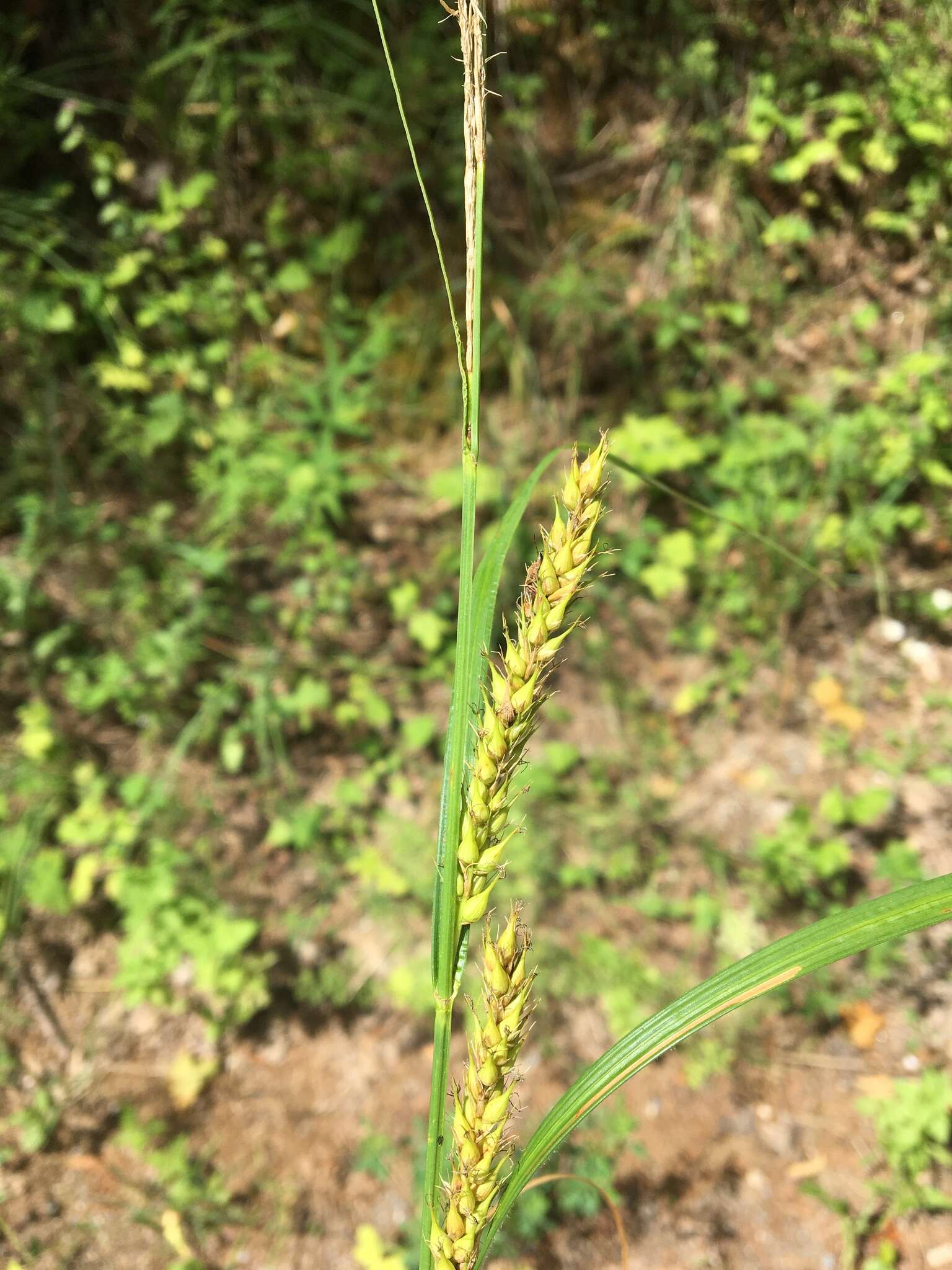 Image de Carex atherodes Spreng.