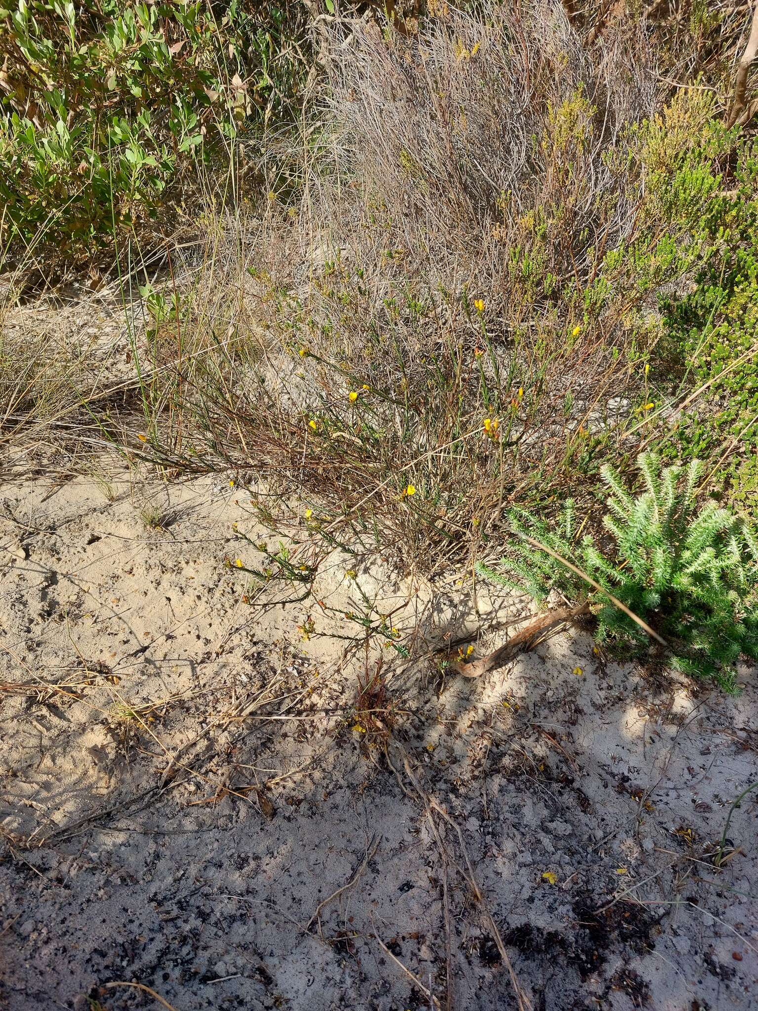 Слика од Linum thesioides Bartl.