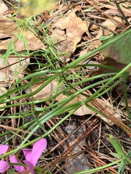 Image of Pinewoods Rose-Gentian