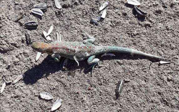 Image of Fitzinger's Tree Iguana