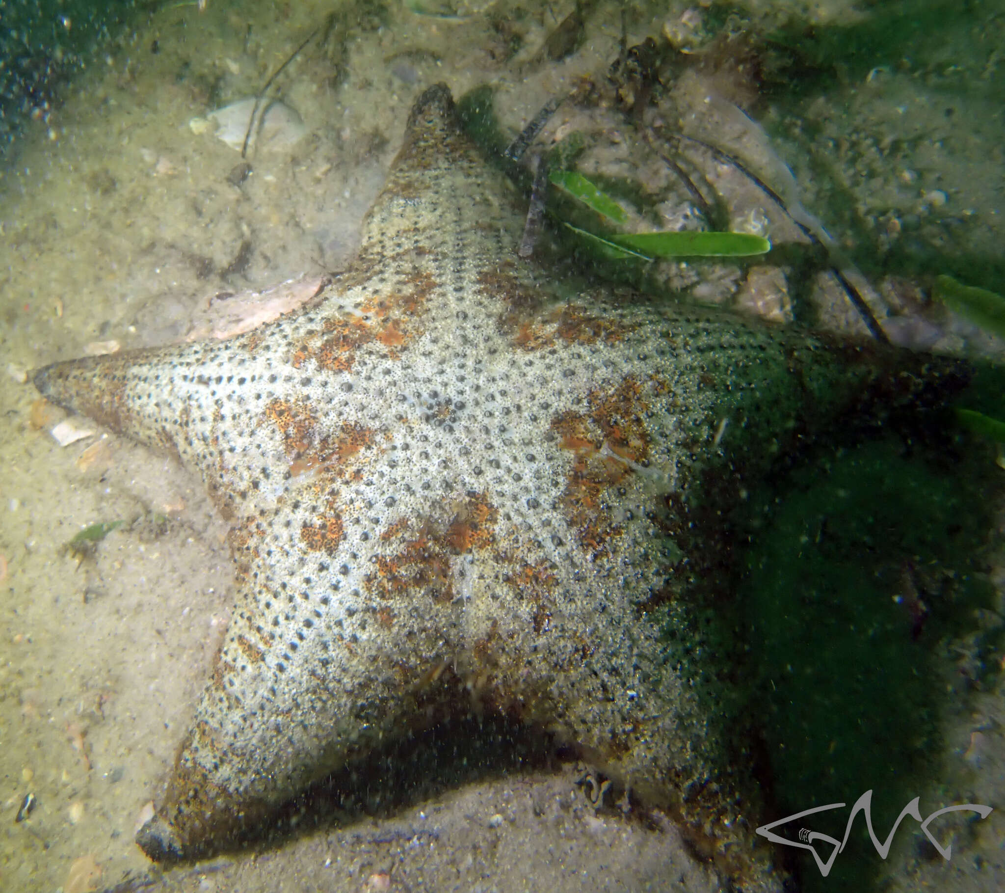 Image of <i>Anthenea sidneyensis</i>