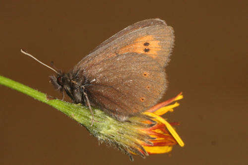 Image of Erebia epiphron valesiana Meyer-Dür 1851