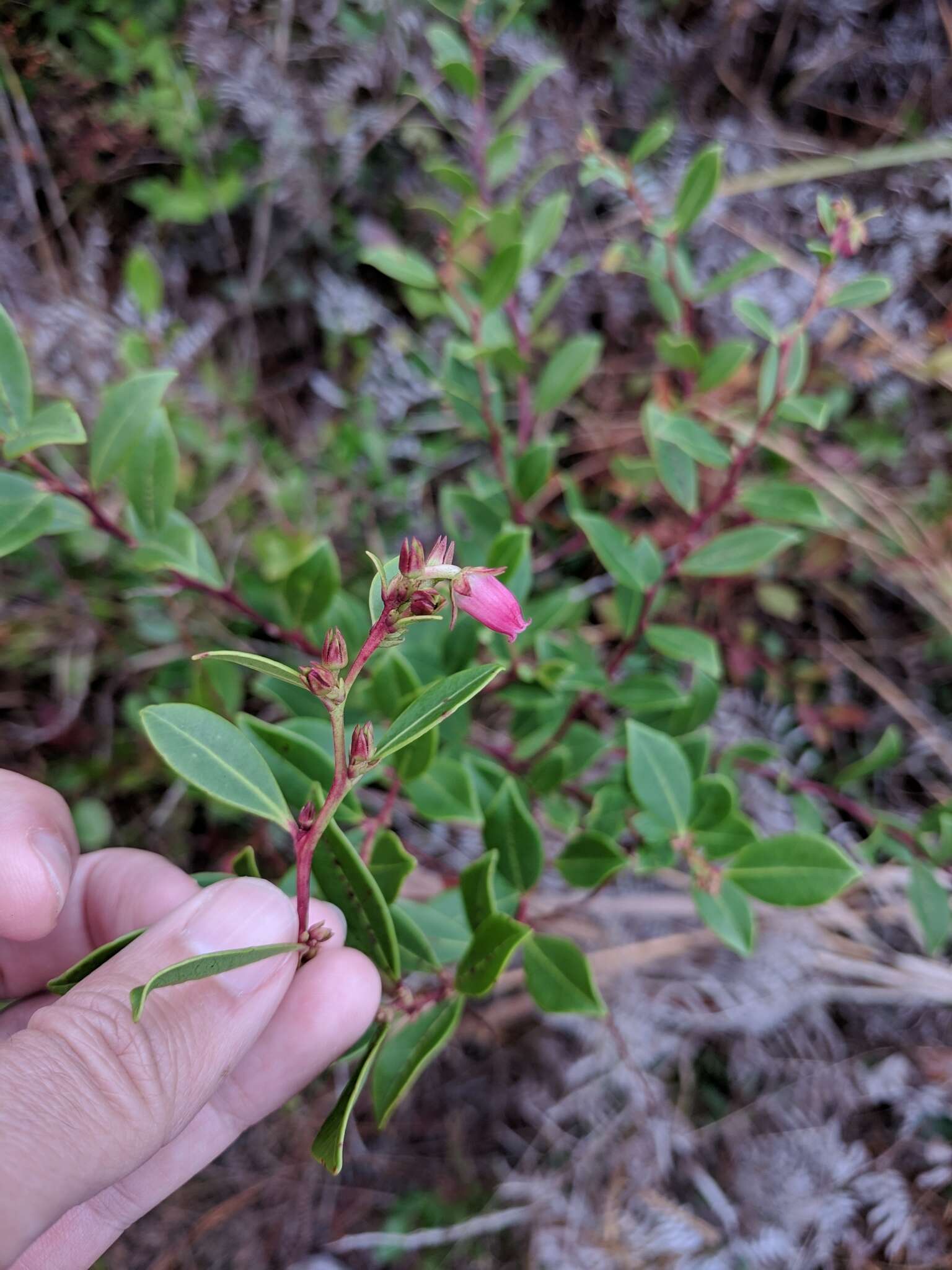 Lyonia lucida (Lam.) C. Koch resmi