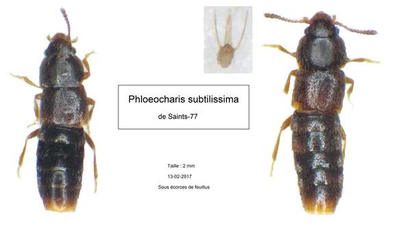 Image of Phloeocharis