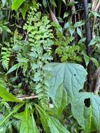 Image of Athyrium anisopterum Christ