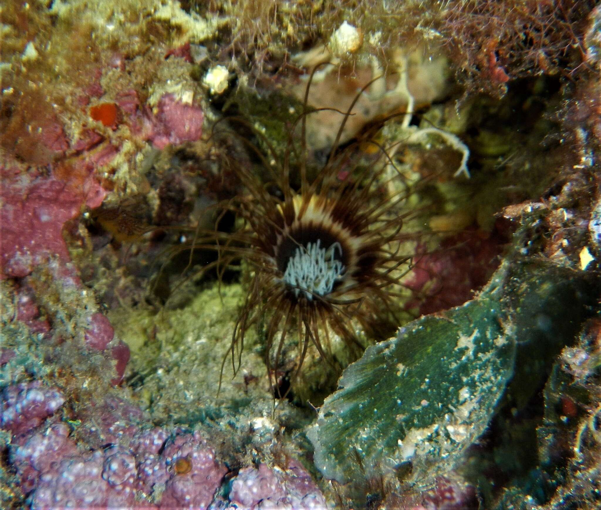 Image of Mediterranean cerianthid