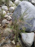 Image of Chloracantha spinosissima (Brandegee) Nesom