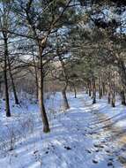 Imagem de Pinus tabuliformis Carrière