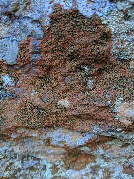 Image of Gray-orange disk lichen;   Lecidea lichen