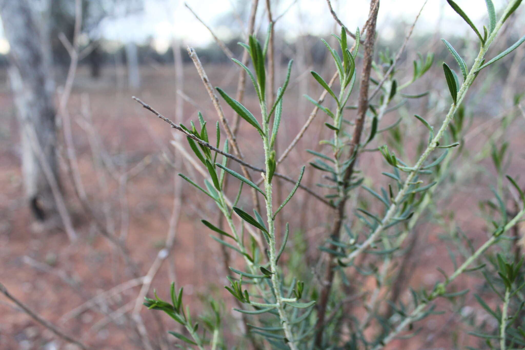 Eremophila latrobei subsp. latrobei的圖片