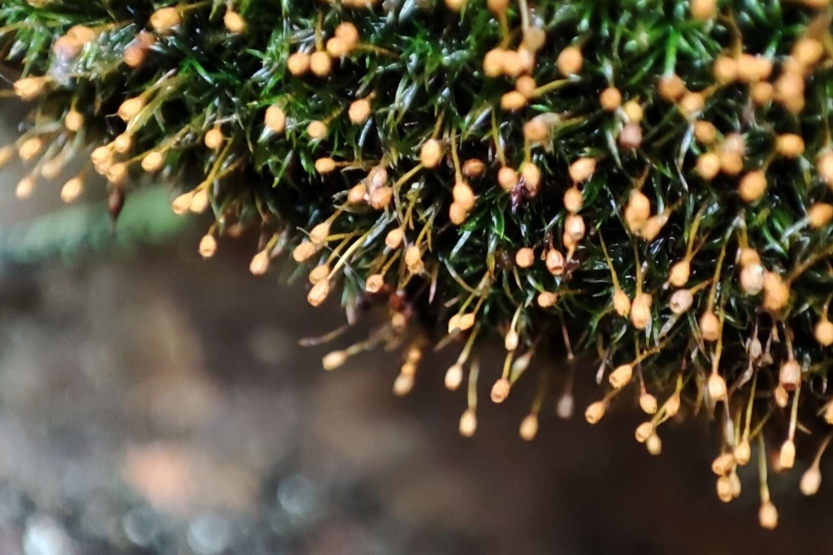 Image of Mougeot's amphidium moss