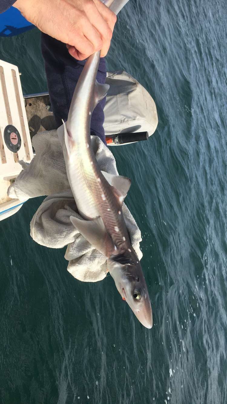 Image of Cape Shark