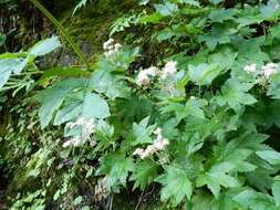 Plancia ëd Filipendula occidentalis (S. Wats.) T. J. Howell