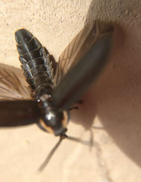 Image of Winter Firefly