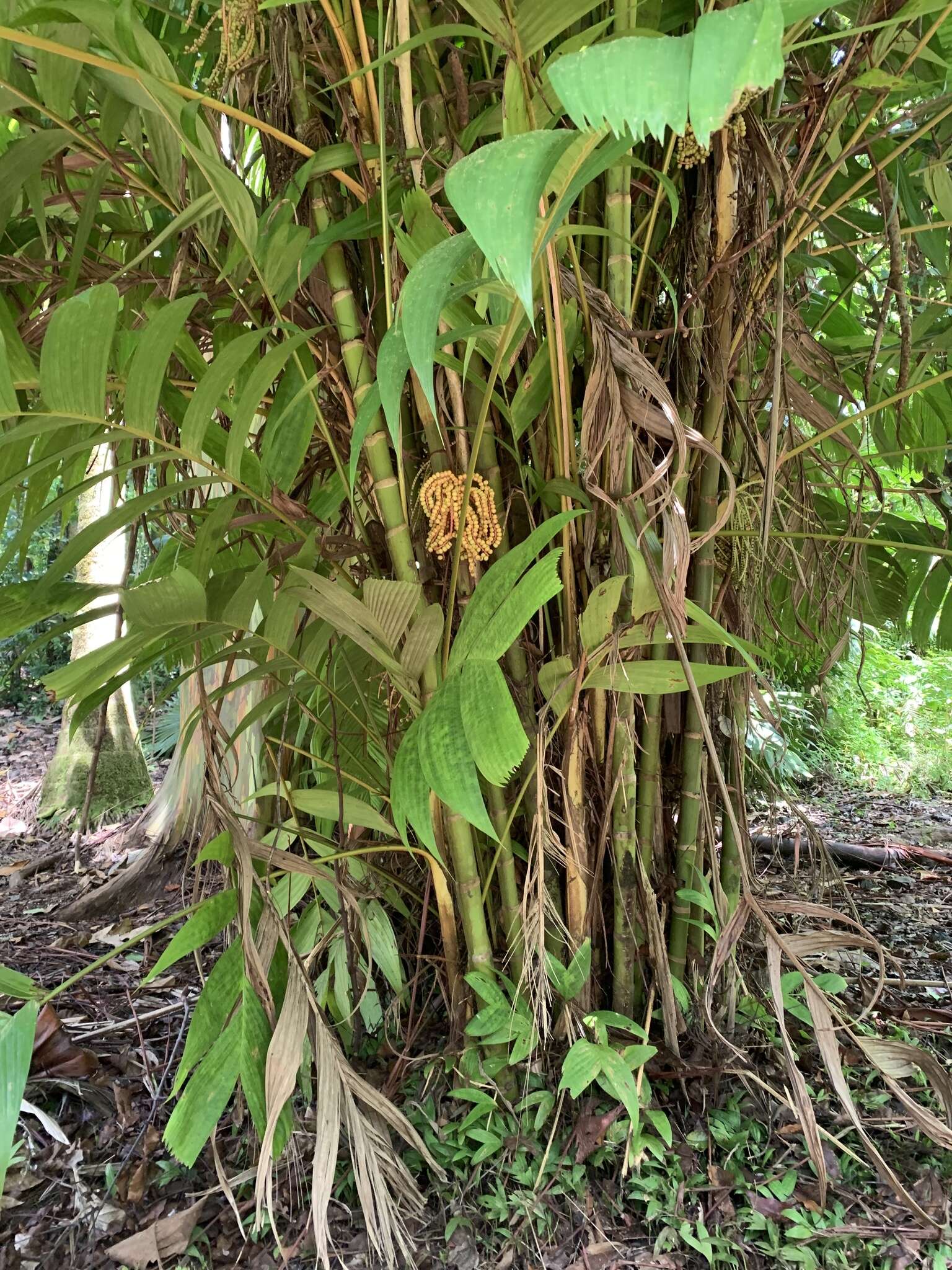 Image of Ivory cane palm