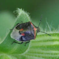 Image of Twice-stabbed Stink Bug