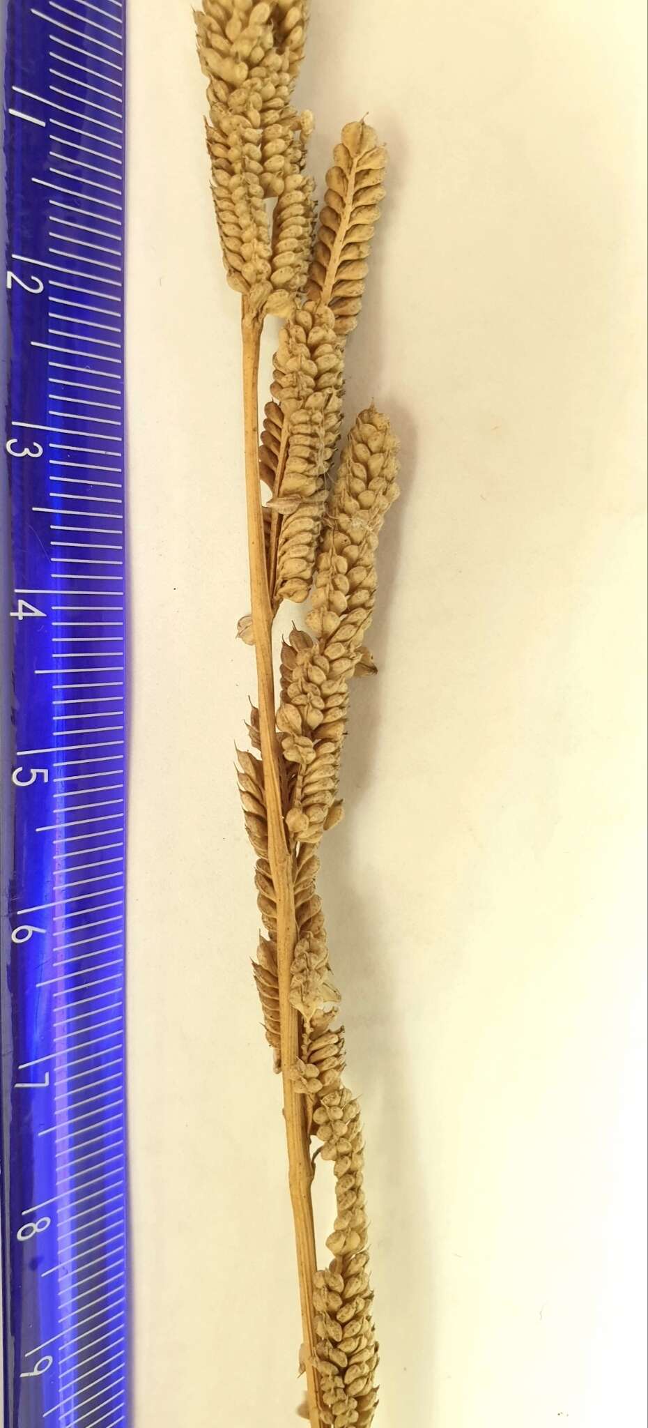 Image of Beckmannia eruciformis (L.) Host