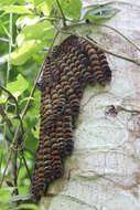 Image of Giant Silk Moth