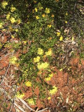 Image of Phebalium glandulosum Hook.