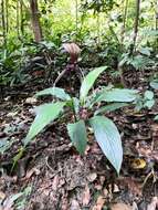 Image of Tacca integrifolia Ker Gawl.