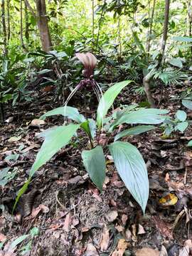 Sivun Tacca integrifolia Ker Gawl. kuva