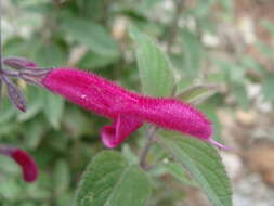 Salvia curviflora Benth. resmi