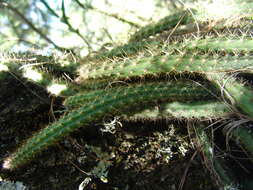 Image of Disocactus martianus (Zucc.) Barthlott