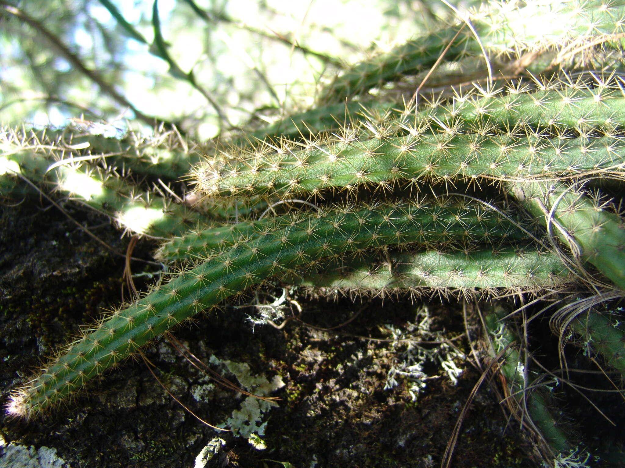 Imagem de Disocactus martianus (Zucc.) Barthlott