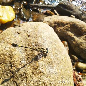 Imagem de Paragomphus lineatus (Selys 1850)