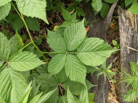 صورة Rubus recurvans Blanchard