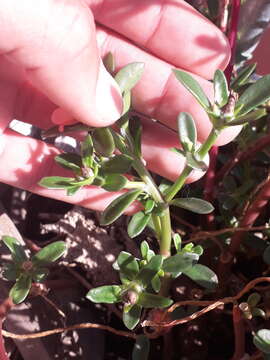 Image of Portulaca cryptopetala Speg.