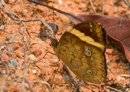 Imagem de Xanthotaenia