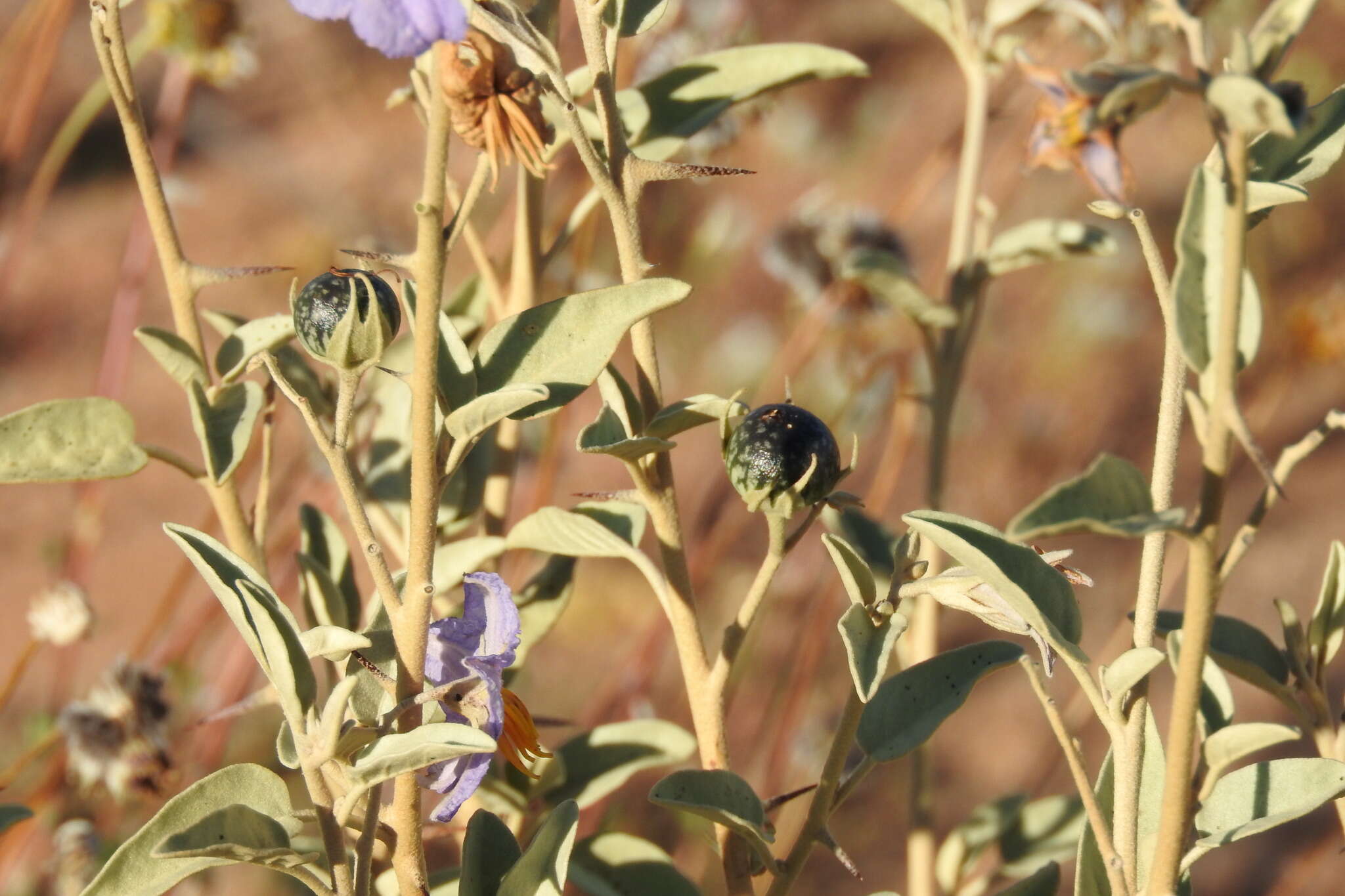 Image of Hinds' nightshade