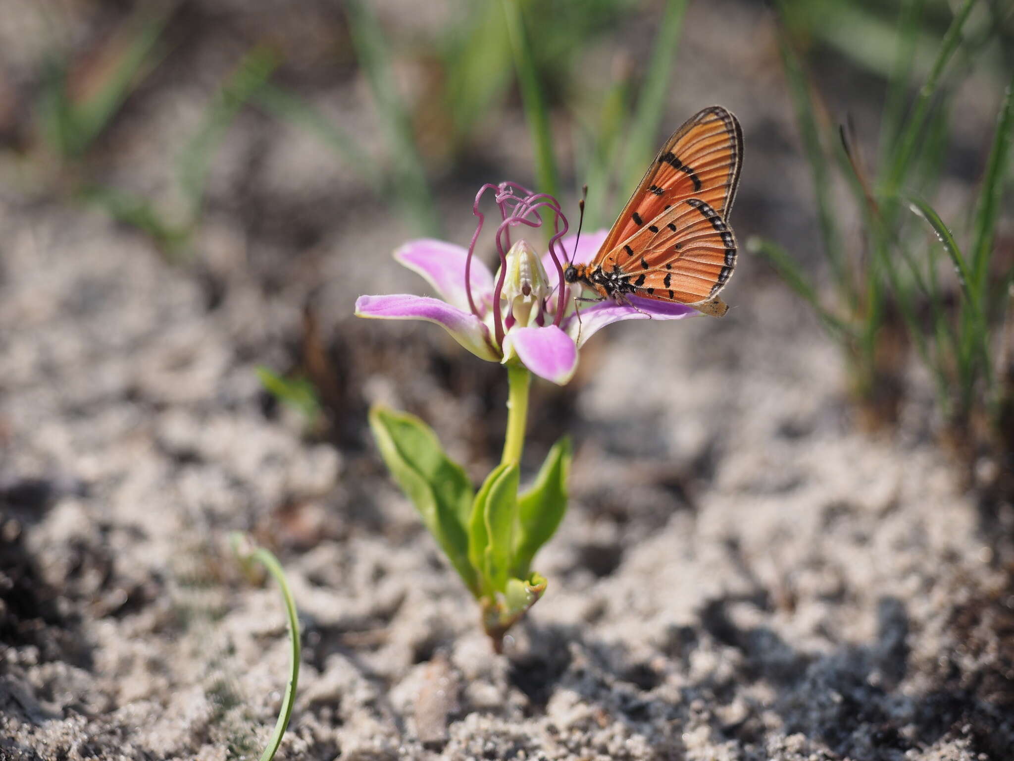 Image of Raphionacme michelii De Wild.