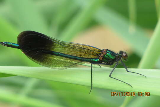 Image of River Jewelwing