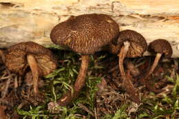 Imagem de Inocybe lanuginosa (Bull.) P. Kumm. 1871