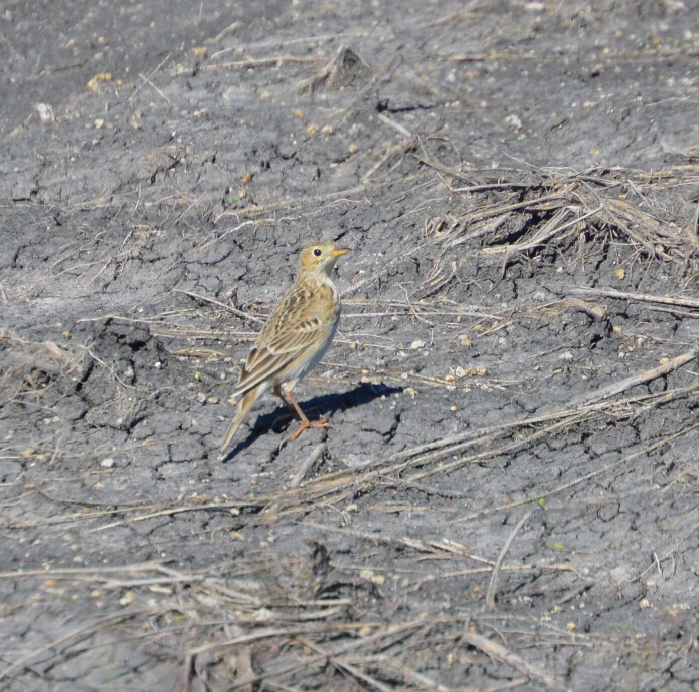 Anthus spragueii (Audubon 1844) resmi