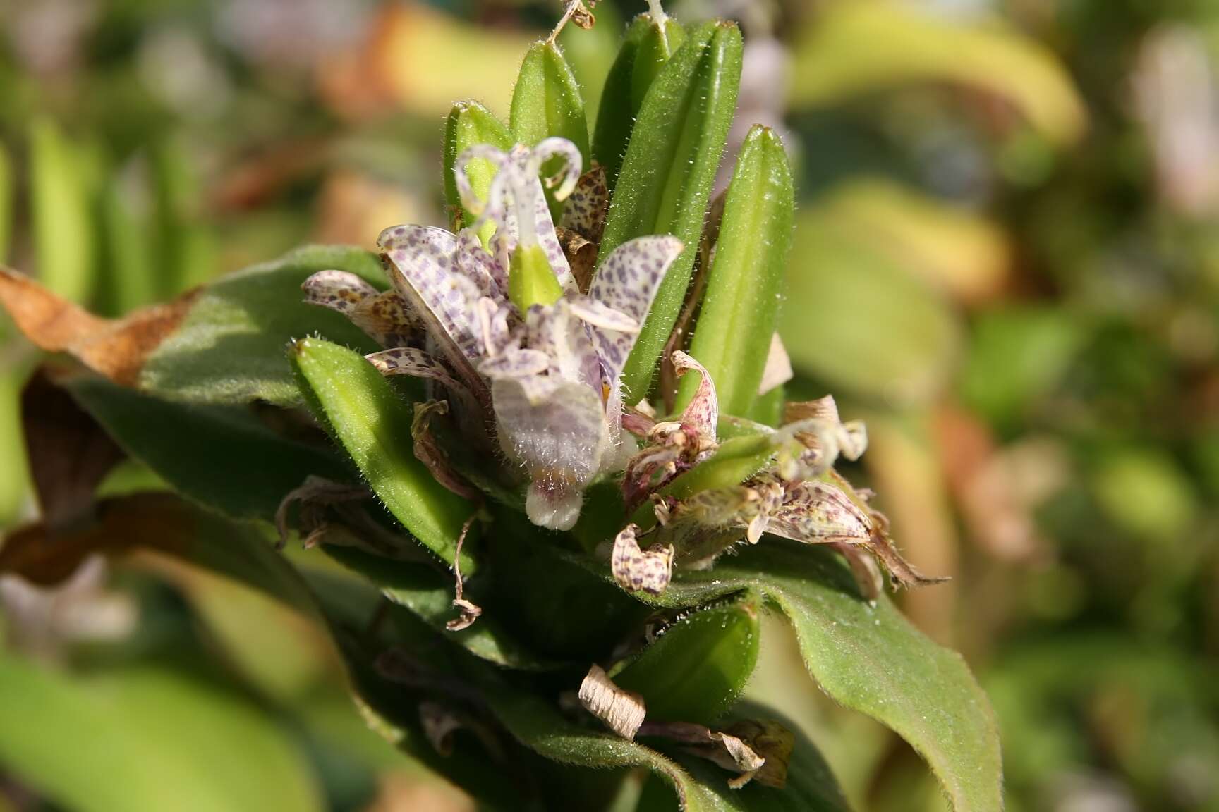 Image of toad lily