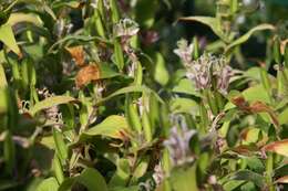 Image of toad lily