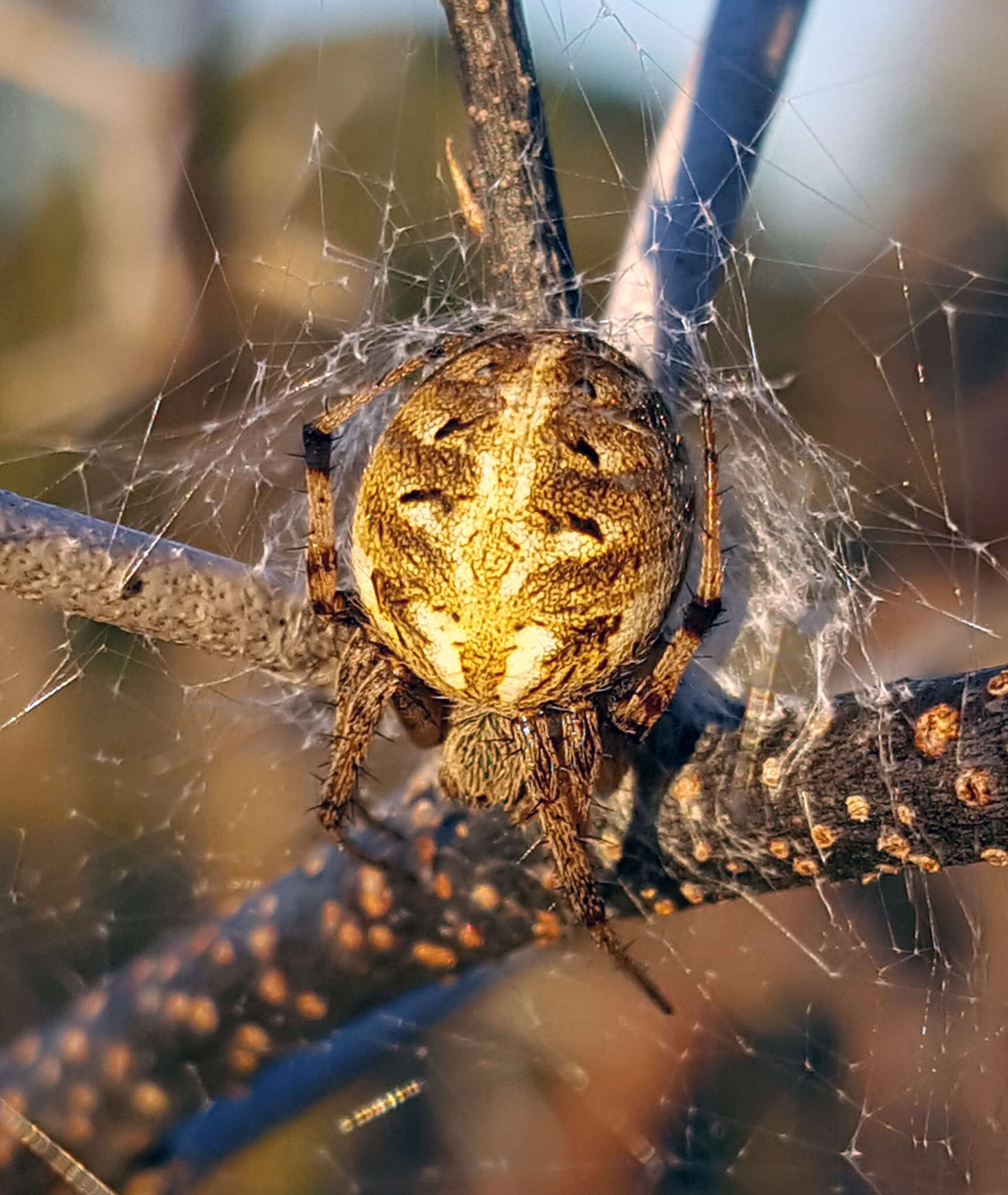 Image of Arabesque Orbweaver