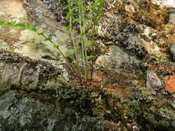 Image of rusty woodsia