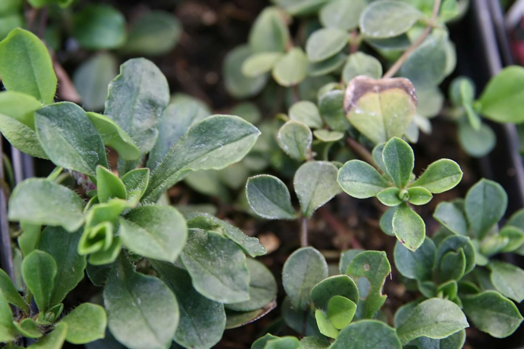 Image of creeping phlox