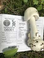 Слика од Amanita suballiacea (Murrill) Murrill 1941