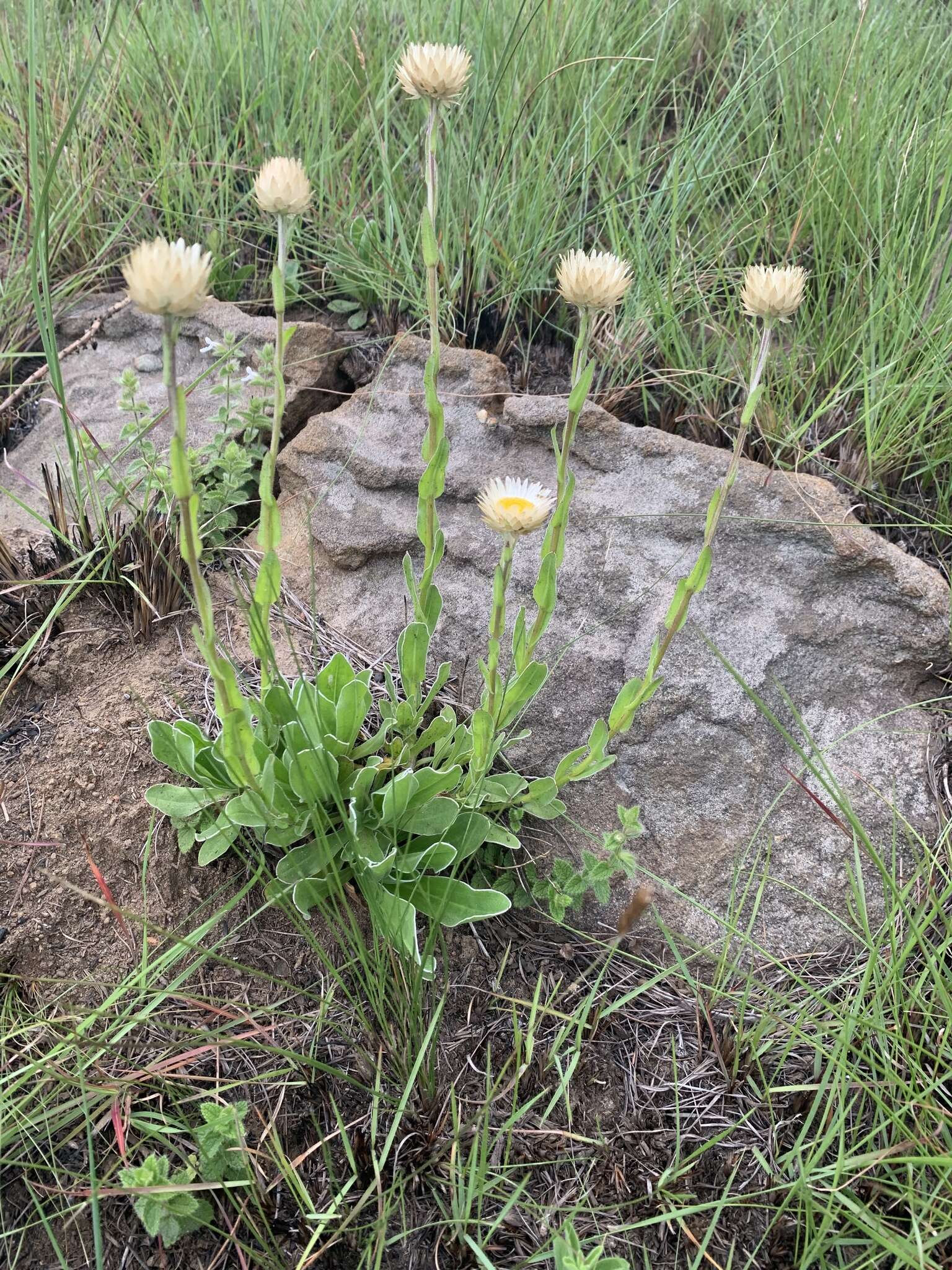 Image of Helichrysum monticola Hilliard