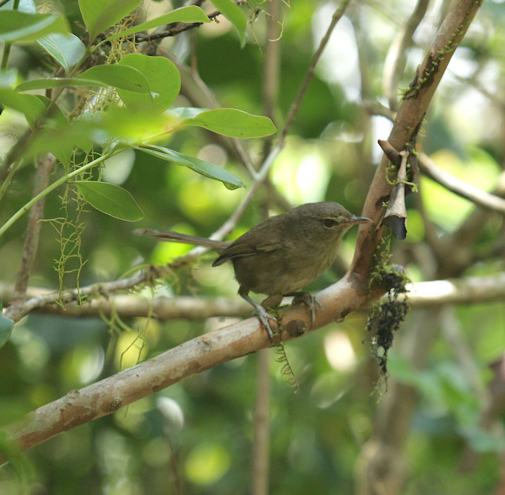 Image of Madagascar Brush-warbler