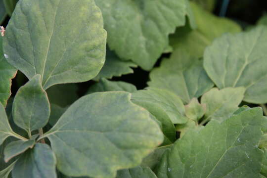 Image of Allegheny-spurge