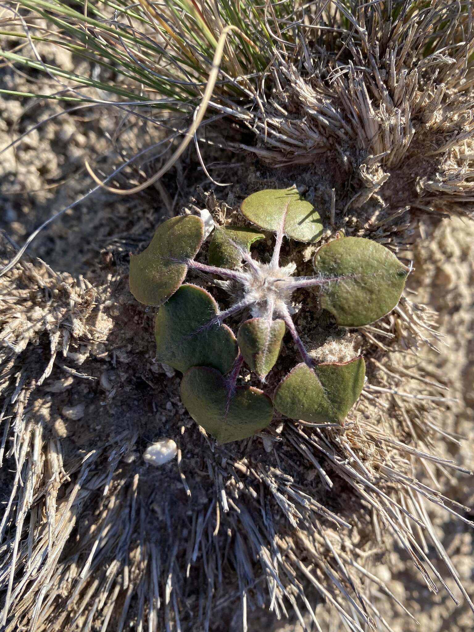 Image of Seven River Hills buckwheat