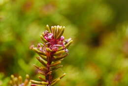 Image of Empetrum nigrum subsp. asiaticum (Nakai) V. B. Kuvaev